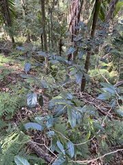 Alangium villosum