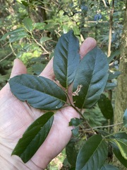 Alangium villosum