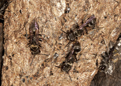 Metapolybia