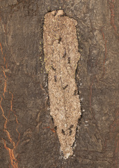 Metapolybia
