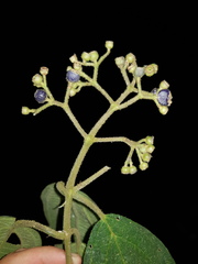 Miconia conobrenesii