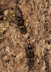Metapolybia