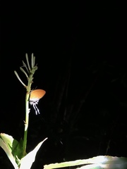 Eooxylides tharis distanti