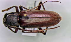 Enaphalodes hispicornis