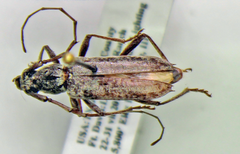 Elaphidion linsleyi