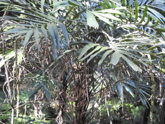 Linospadix monostachyus