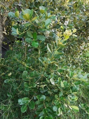 Quercus oleoides
