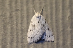 Philedia punctomacularia