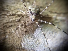 Neotama mexicana