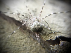 Neotama mexicana
