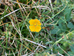 Potentilla drummondii