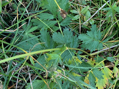 Potentilla drummondii