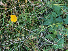 Potentilla drummondii