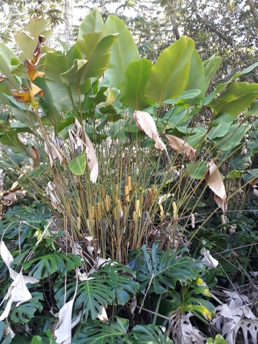Calathea crotalifera