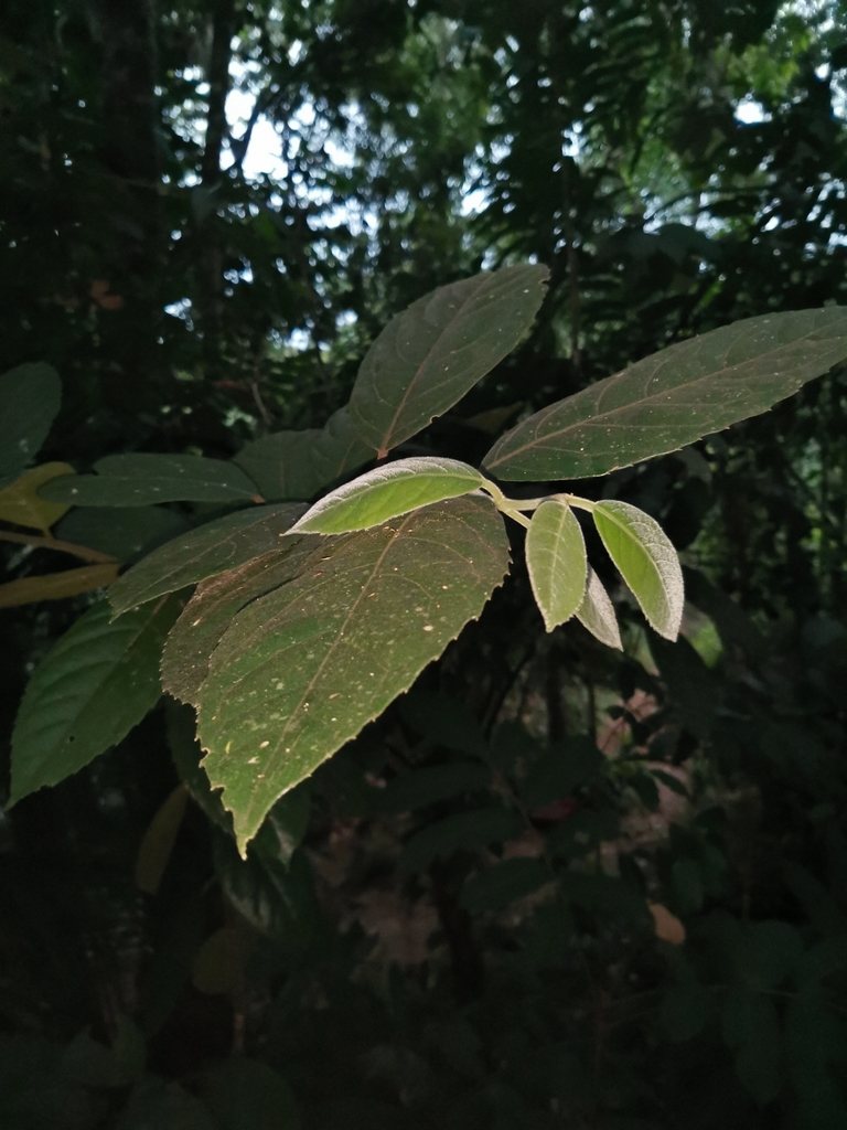 Mollinedia heteranthera