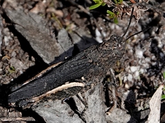 Cirphula pyrrhocnemis