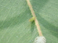 Eucalyptolyma maideni