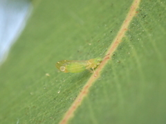 Eucalyptolyma maideni