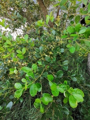 Quercus oleoides