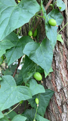 Zehneria