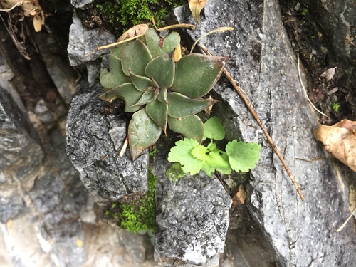 Graptopetalum bartramii