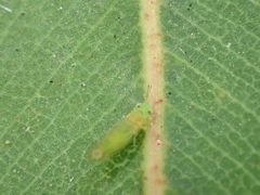 Eucalyptolyma maideni