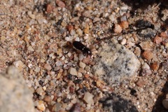 Dromiusina