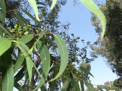 Eucalyptolyma maideni