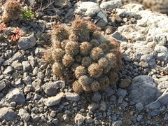 Mammillaria mazatlanensis