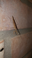 Bistanta mexicana