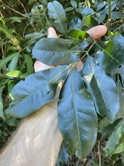 Dysoxylum fraserianum