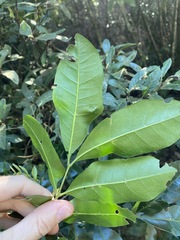 Dysoxylum fraserianum