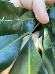 Dysoxylum fraserianum