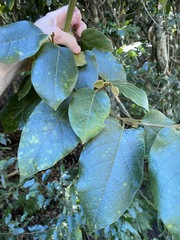 Parsonsia fulva