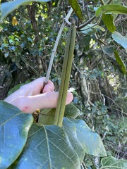 Parsonsia fulva