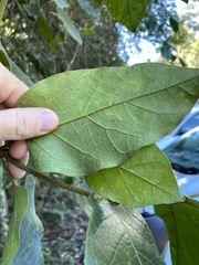 Parsonsia fulva