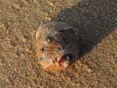 Rapaninae