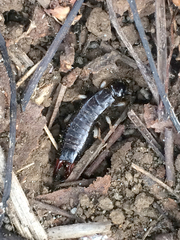 Gonolabis marginalis