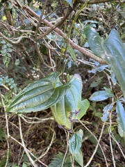 Dioscorea transversa