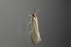 Tingena chloradelpha