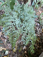 Adiantum formosum