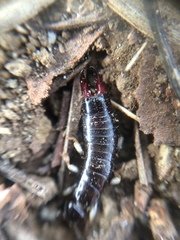 Gonolabis marginalis