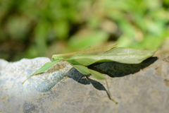 Phylliidae