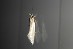 Tingena chloradelpha