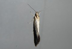 Tingena chloradelpha