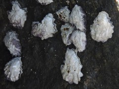 Saccostrea cuccullata