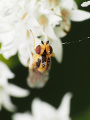 Chlorops sulphureus