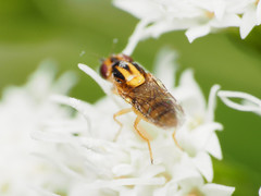 Chlorops sulphureus