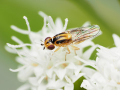 Chlorops sulphureus