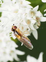 Chlorops sulphureus